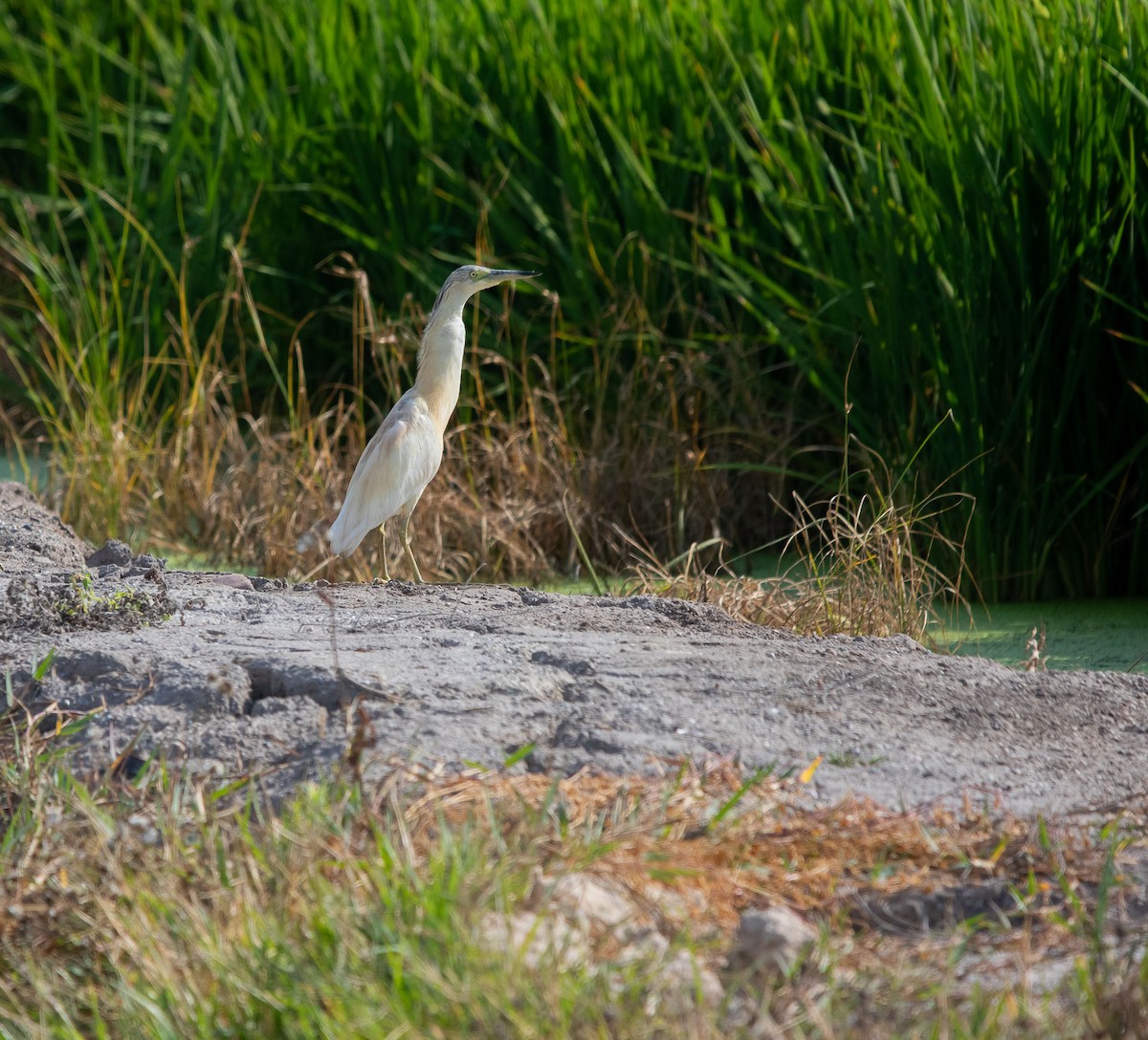 Squacco Heron - ML622987096