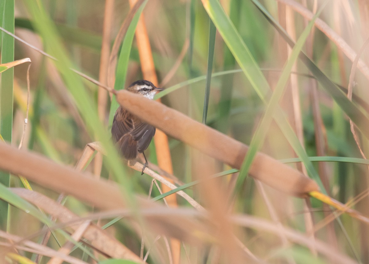 Moustached Warbler - ML622987099