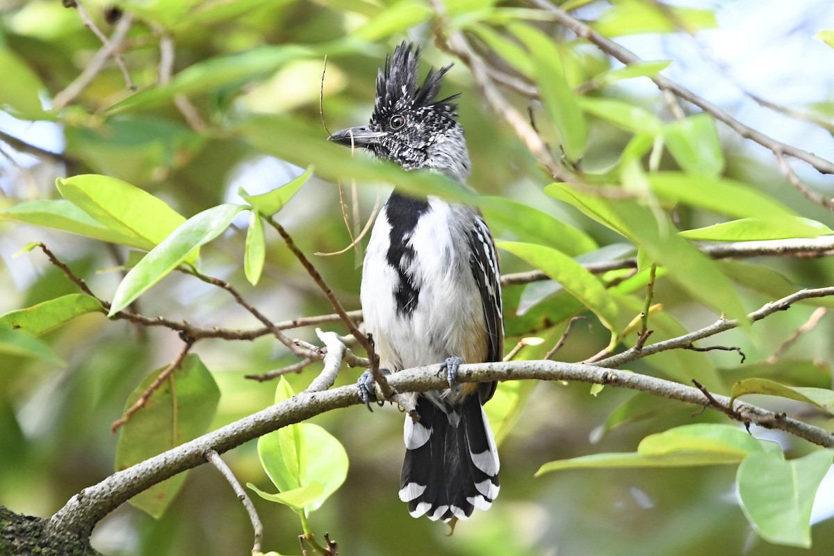 Batará Crestinegro - ML622987158