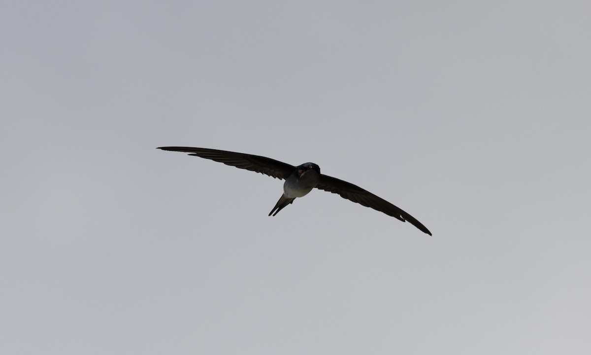 Gray-rumped Treeswift - ML622987162