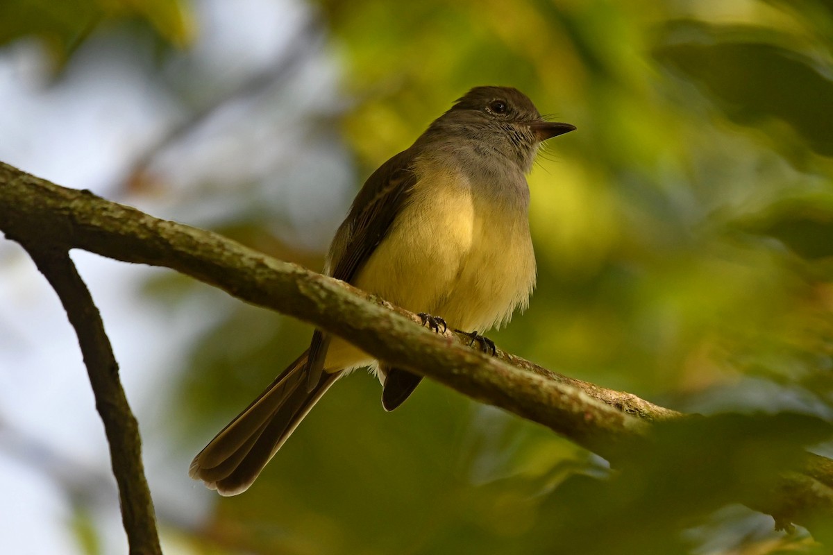 Panama Flycatcher - ML622987164