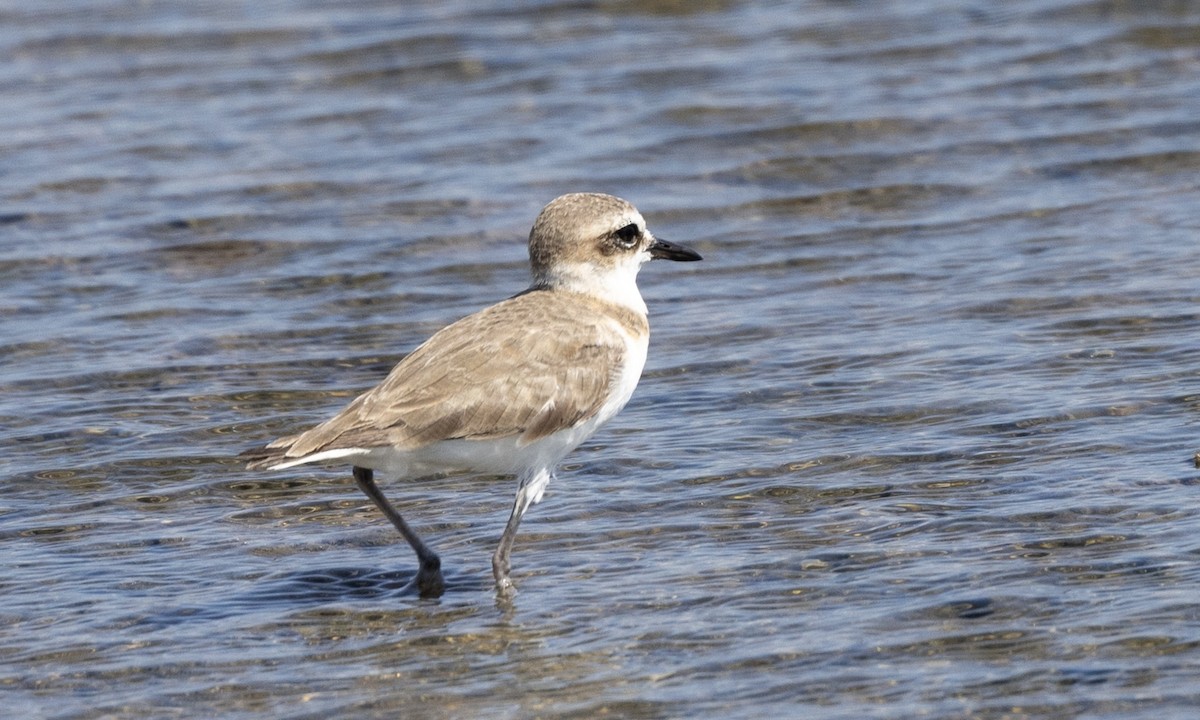 Javan Plover - ML622987170