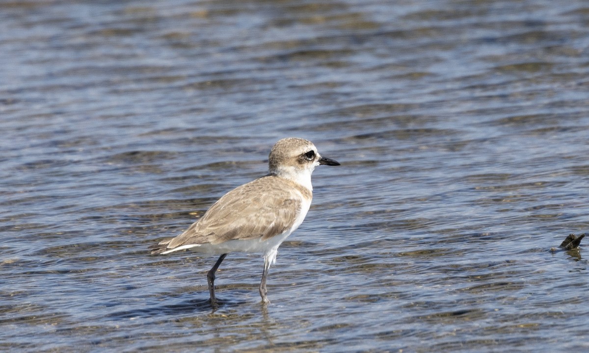 Javan Plover - ML622987171