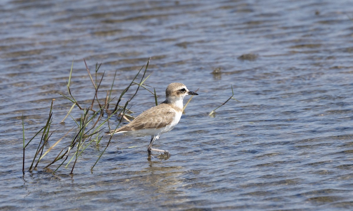 Javan Plover - ML622987176