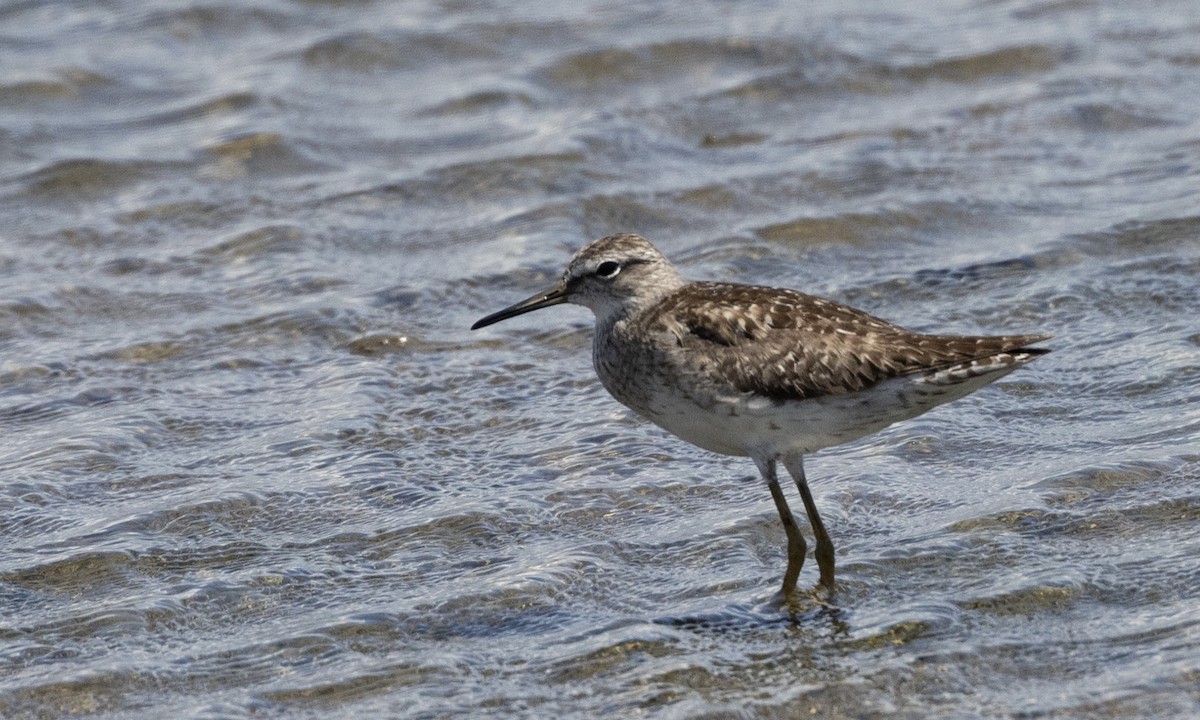 Bruchwasserläufer - ML622987180