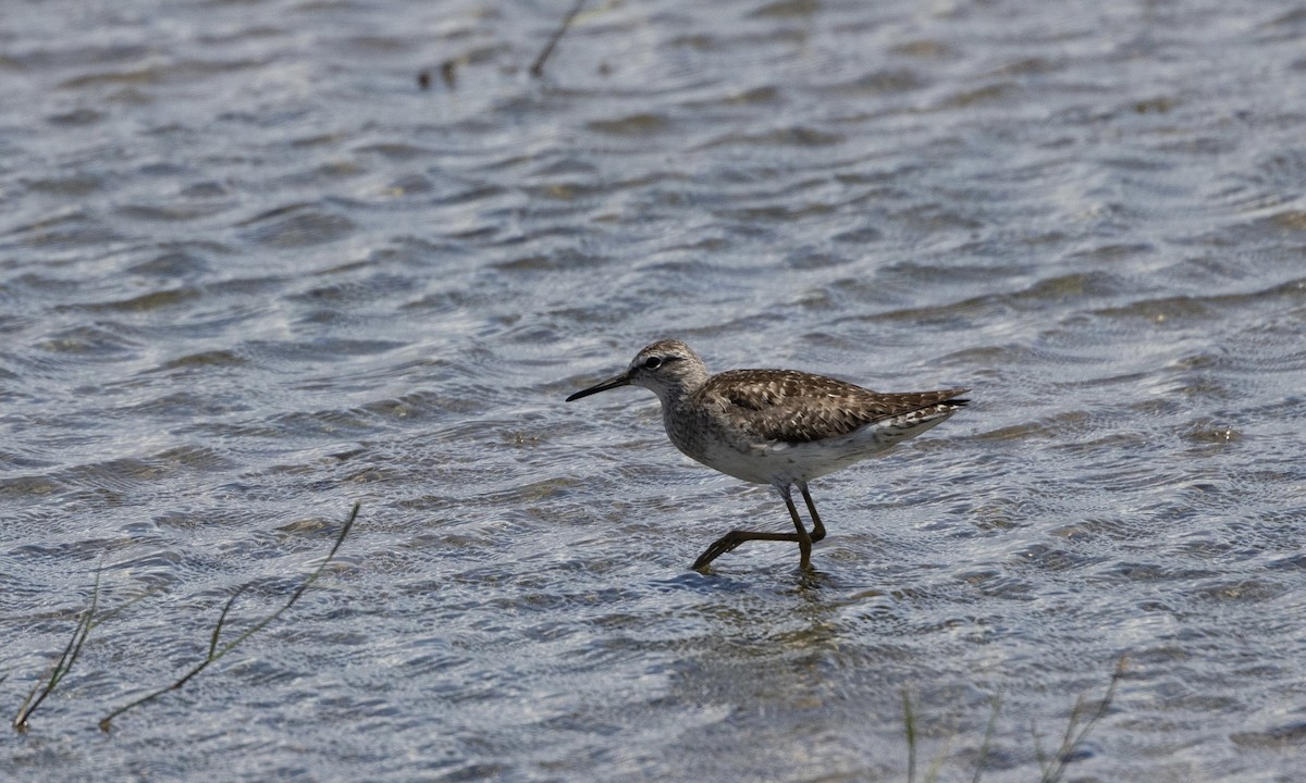 Bruchwasserläufer - ML622987181