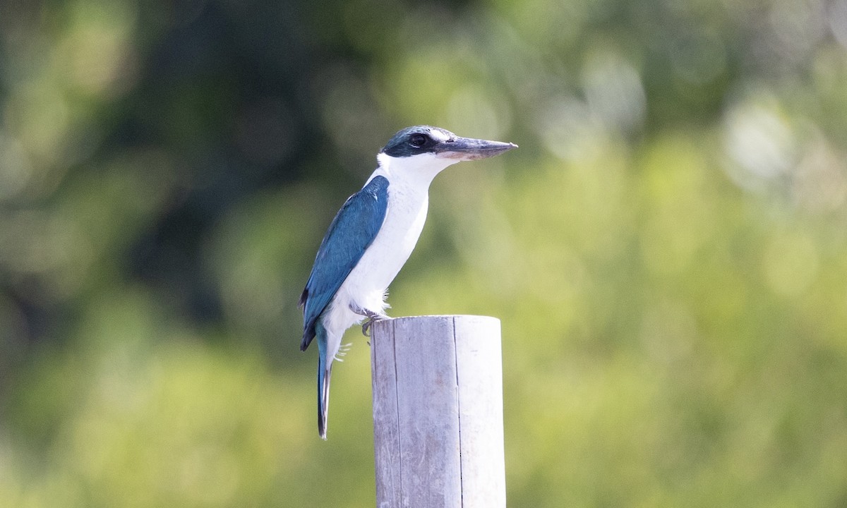 Collared Kingfisher - ML622987184