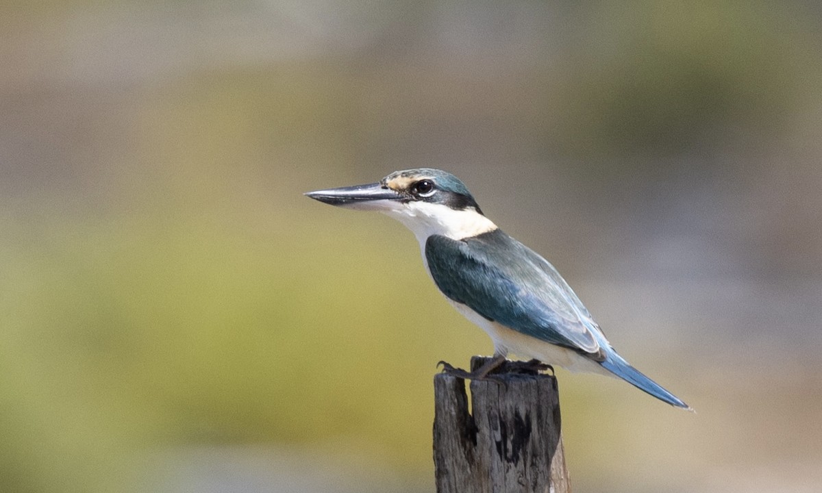 Sacred Kingfisher - ML622987186