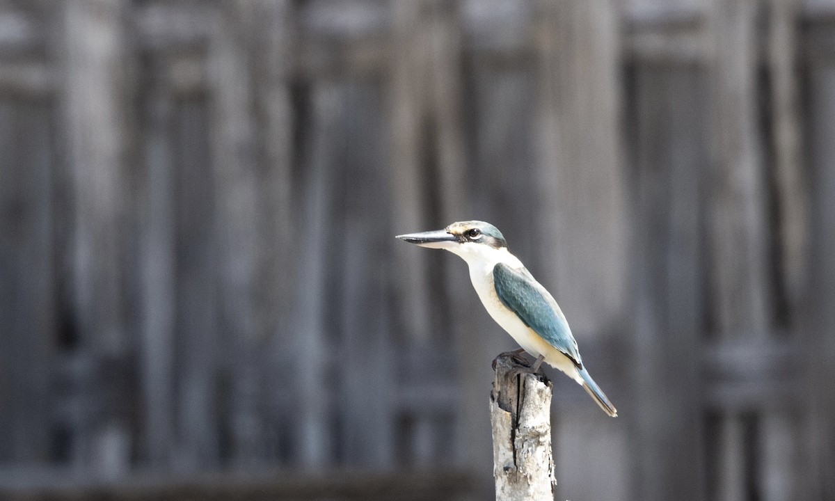 Sacred Kingfisher - ML622987187