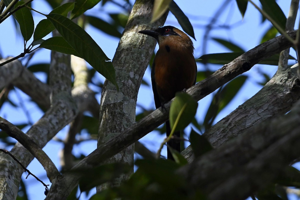 Whooping Motmot - Fernando Cediel