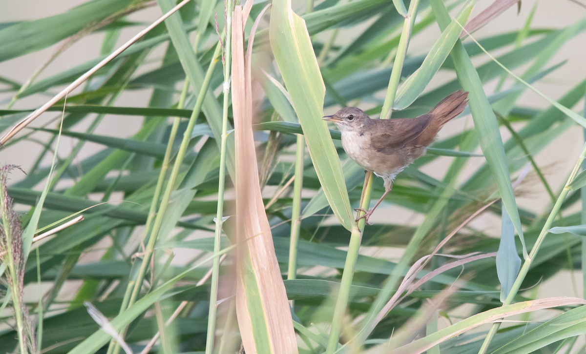 Savi's Warbler - ML622987231