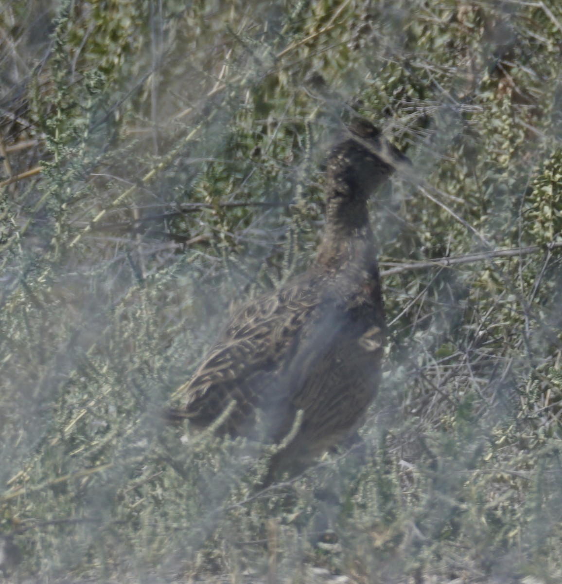 Ring-necked Pheasant - ML622987236