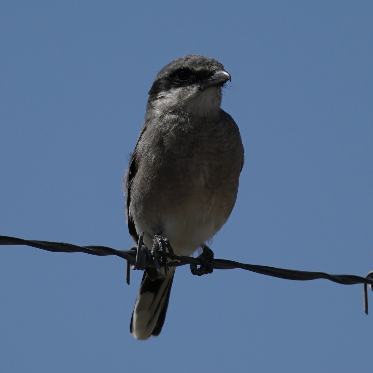 Loggerhead Shrike - ML622987268