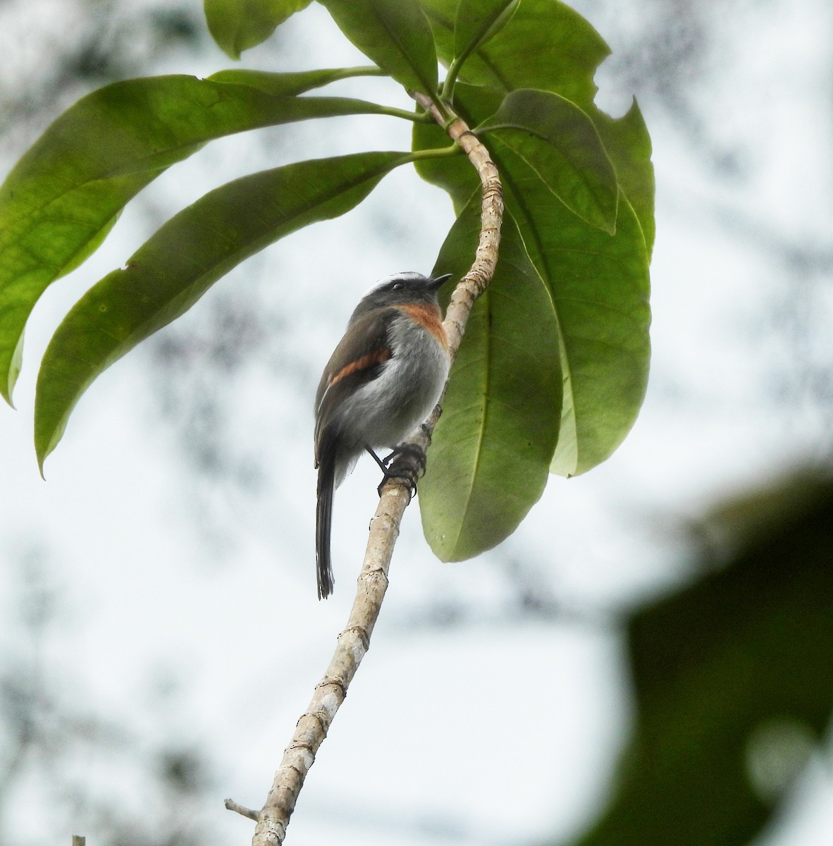 Rufous-breasted Chat-Tyrant - ML622987290