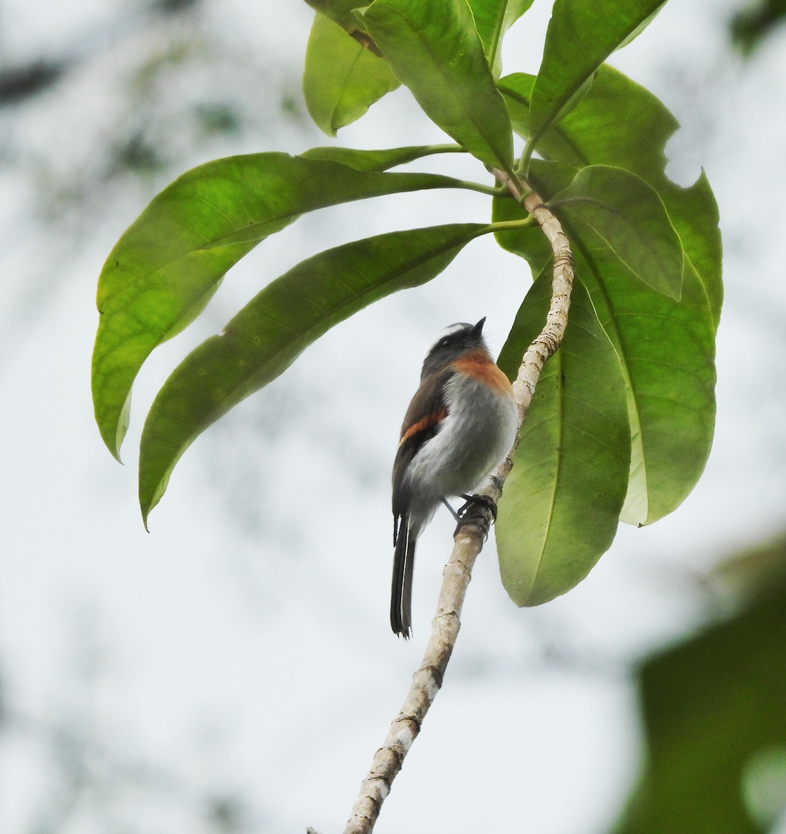 Rufous-breasted Chat-Tyrant - ML622987291