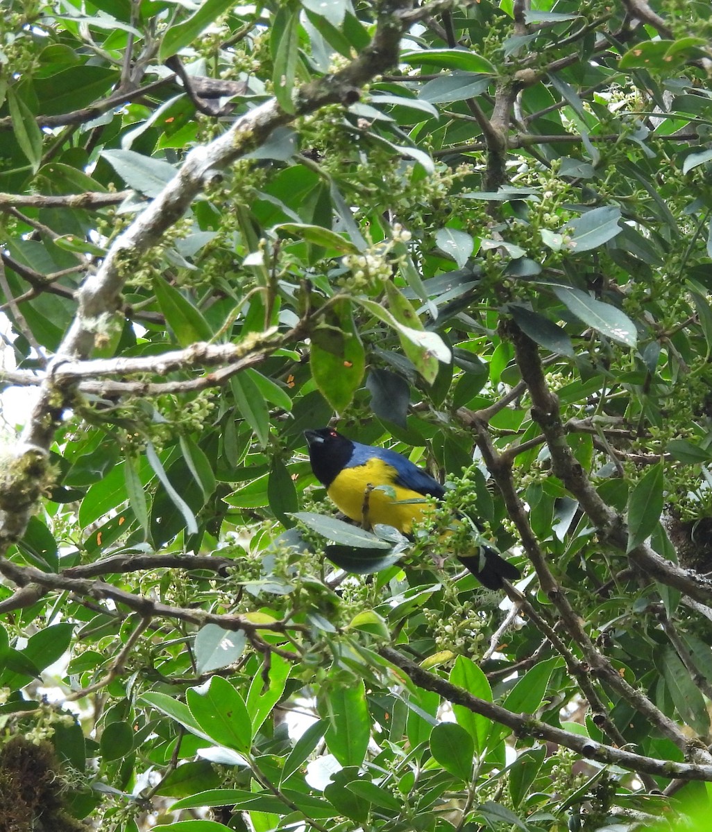 Hooded Mountain Tanager - fabian castillo