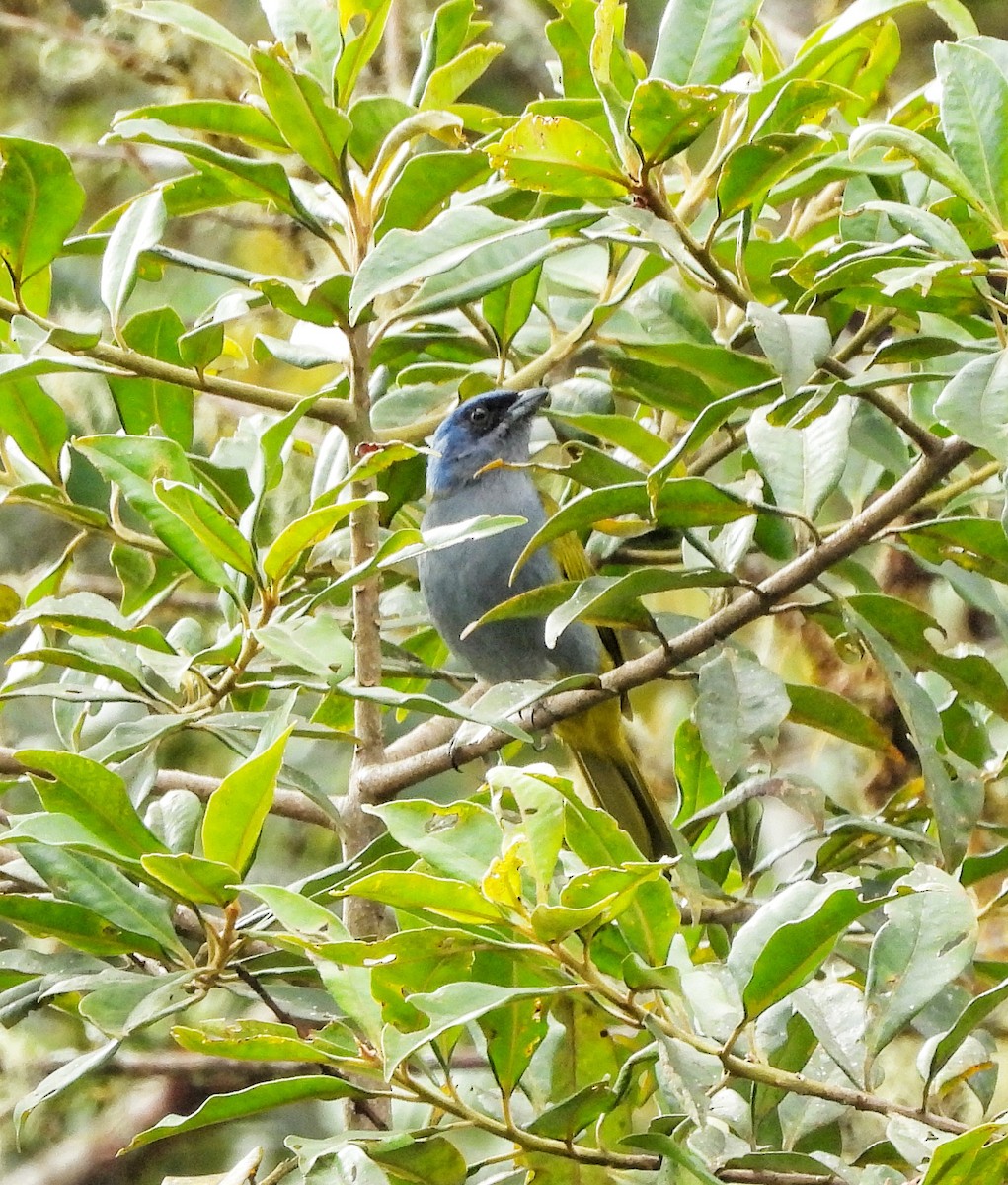 Blue-capped Tanager - fabian castillo