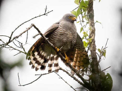 Roadside Hawk - ML622987322