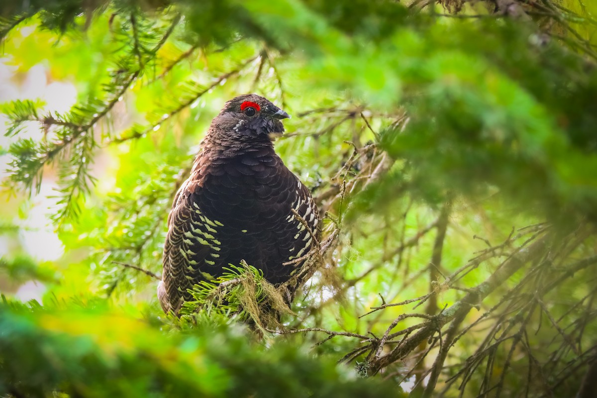 Spruce Grouse (Franklin's) - ML622987383