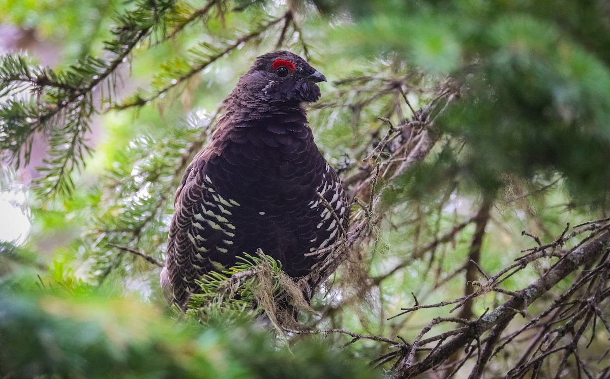 Spruce Grouse (Franklin's) - ML622987385