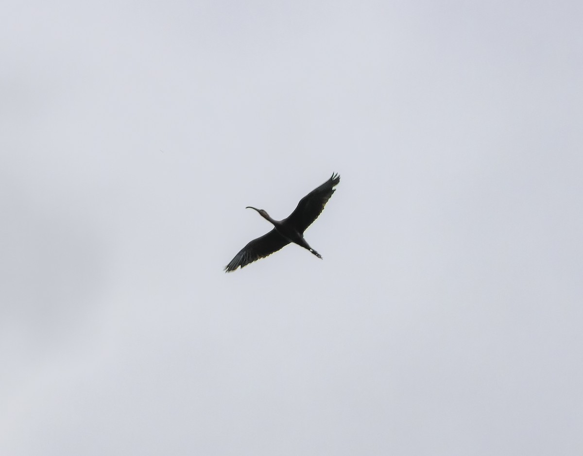 White-faced Ibis - ML622987386