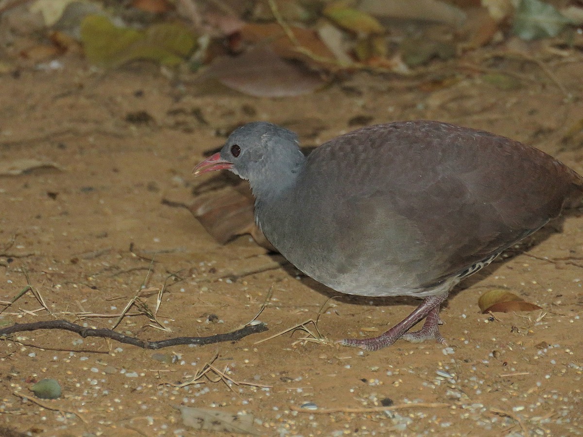 Tataupa Tinamou - ML622987399