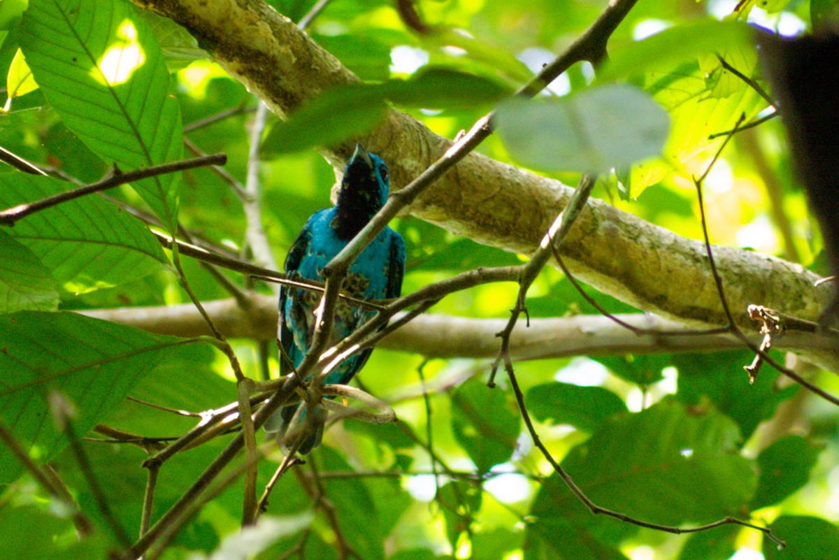 Cotinga Azul - ML622987443