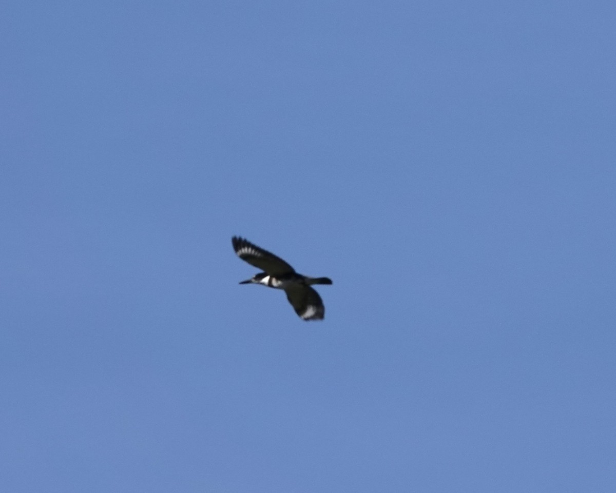 Belted Kingfisher - ML622987529