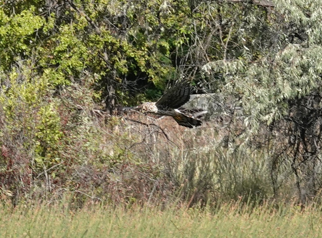 Northern Harrier - ML622987540