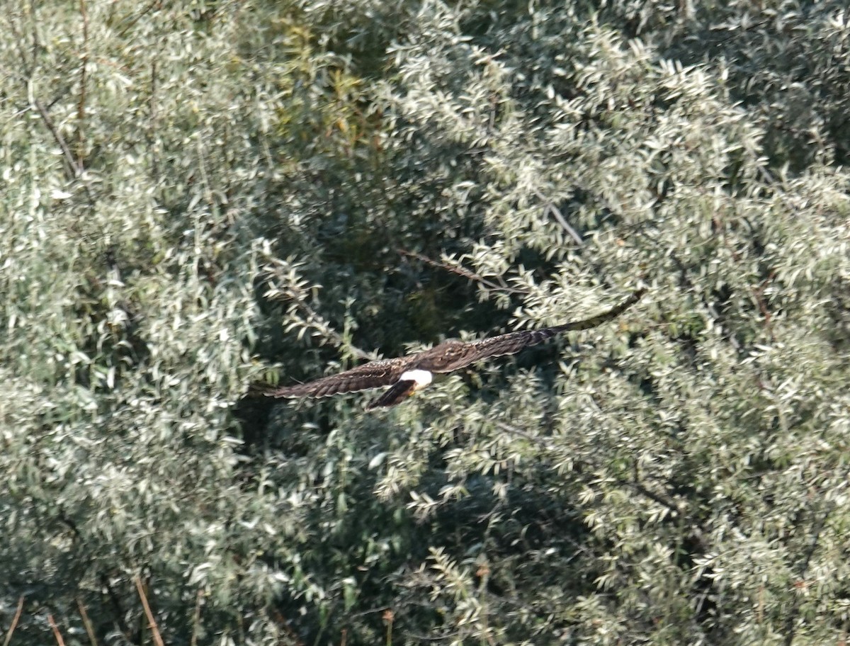 Northern Harrier - ML622987543