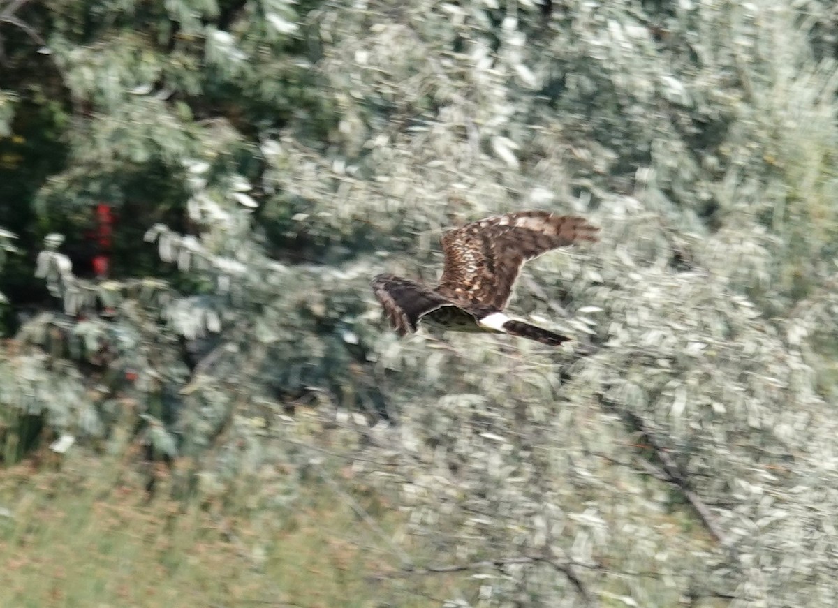 Northern Harrier - ML622987551