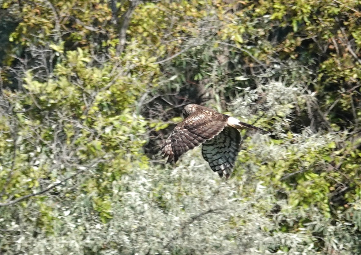 Northern Harrier - Diane Stinson