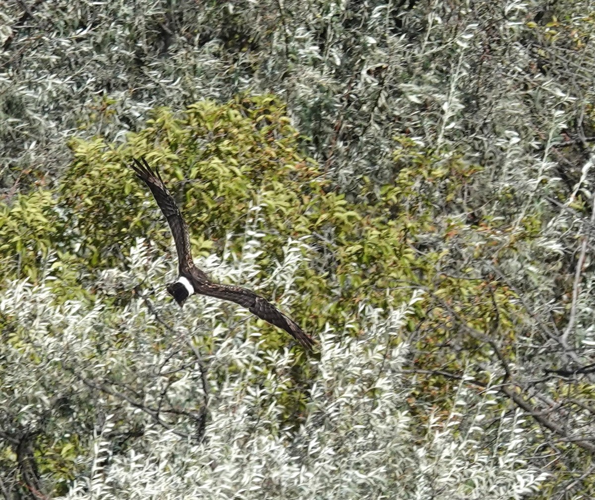 Northern Harrier - ML622987553