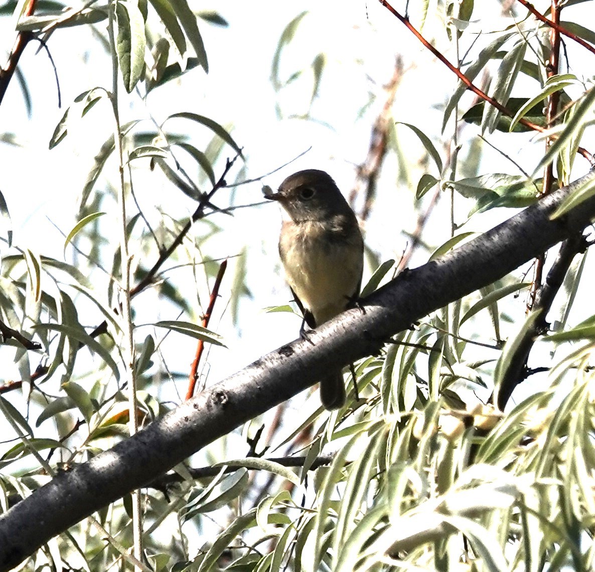 Dusky Flycatcher - ML622987570