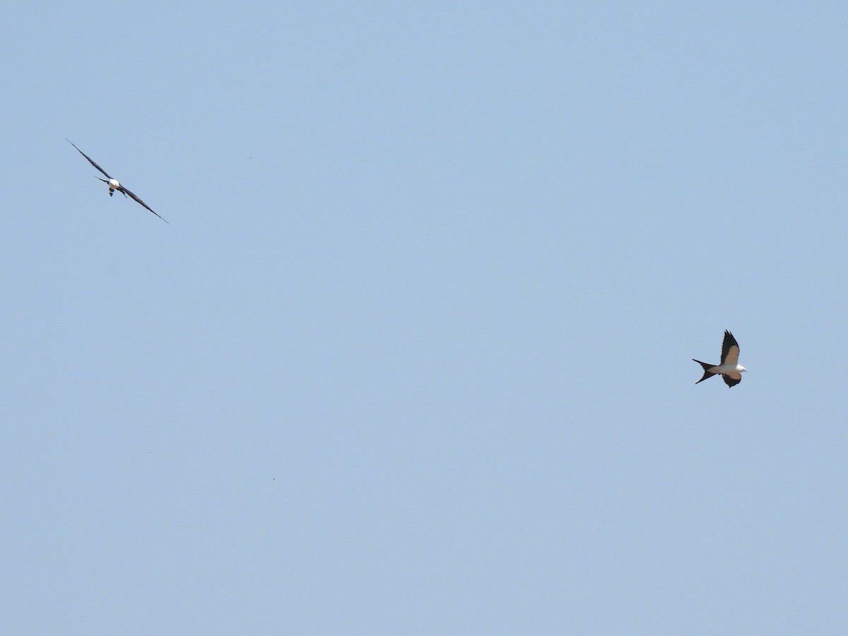 Swallow-tailed Kite - Ed Daniels