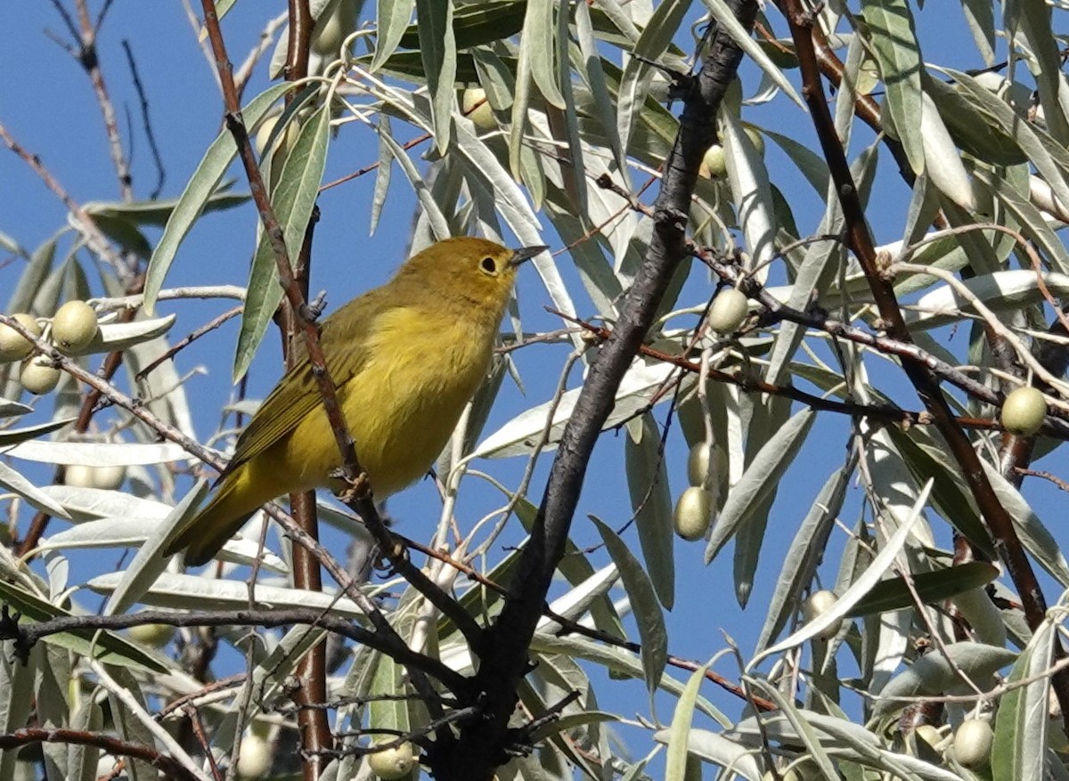 Yellow Warbler - ML622987588