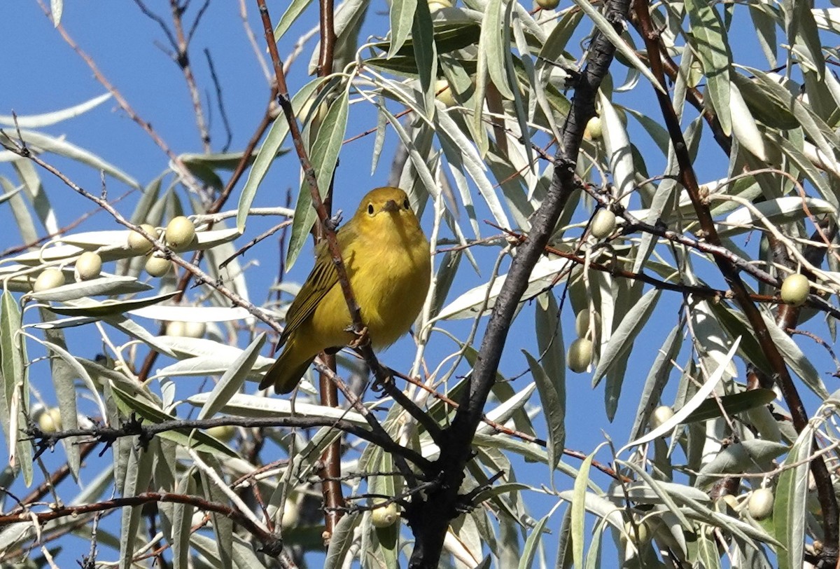 Yellow Warbler - ML622987589