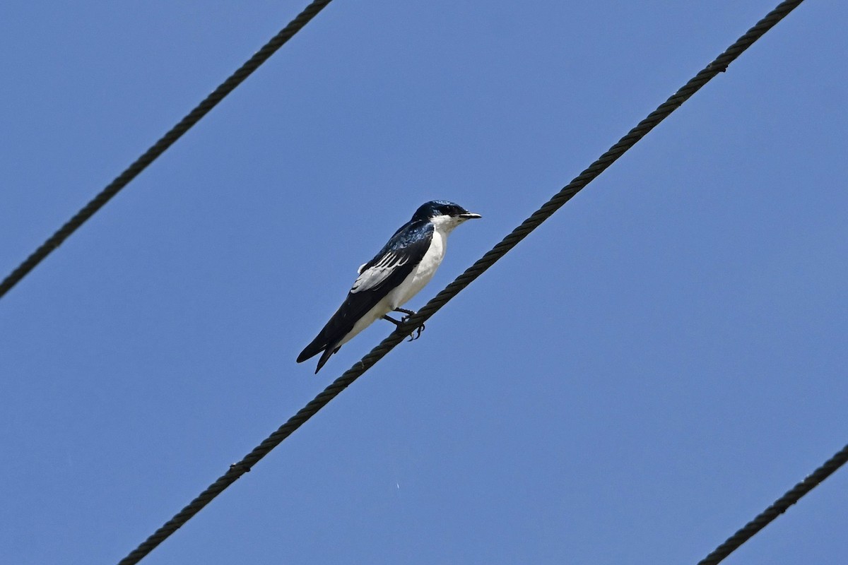 Golondrina Aliblanca - ML622987657