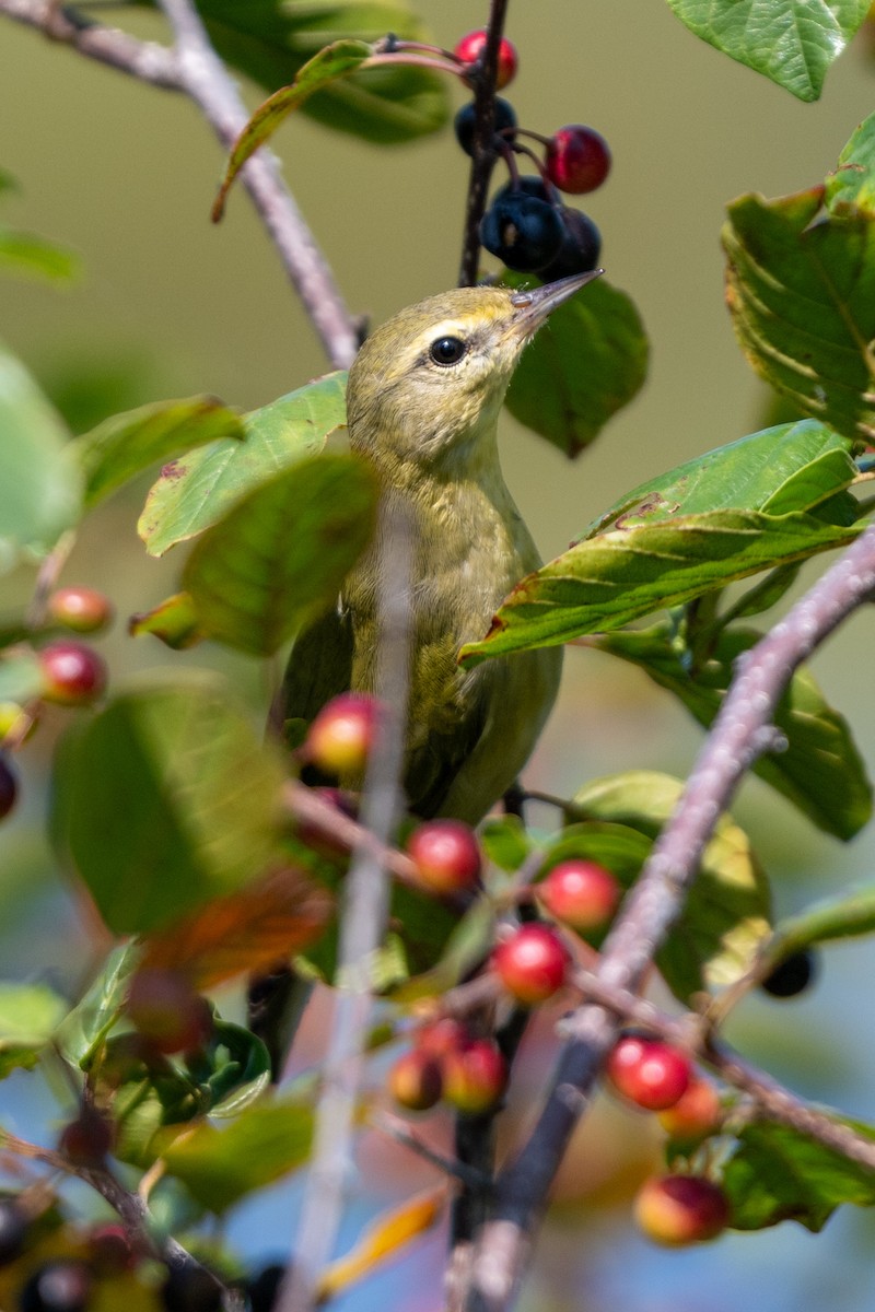 Tennessee Warbler - Anonymous