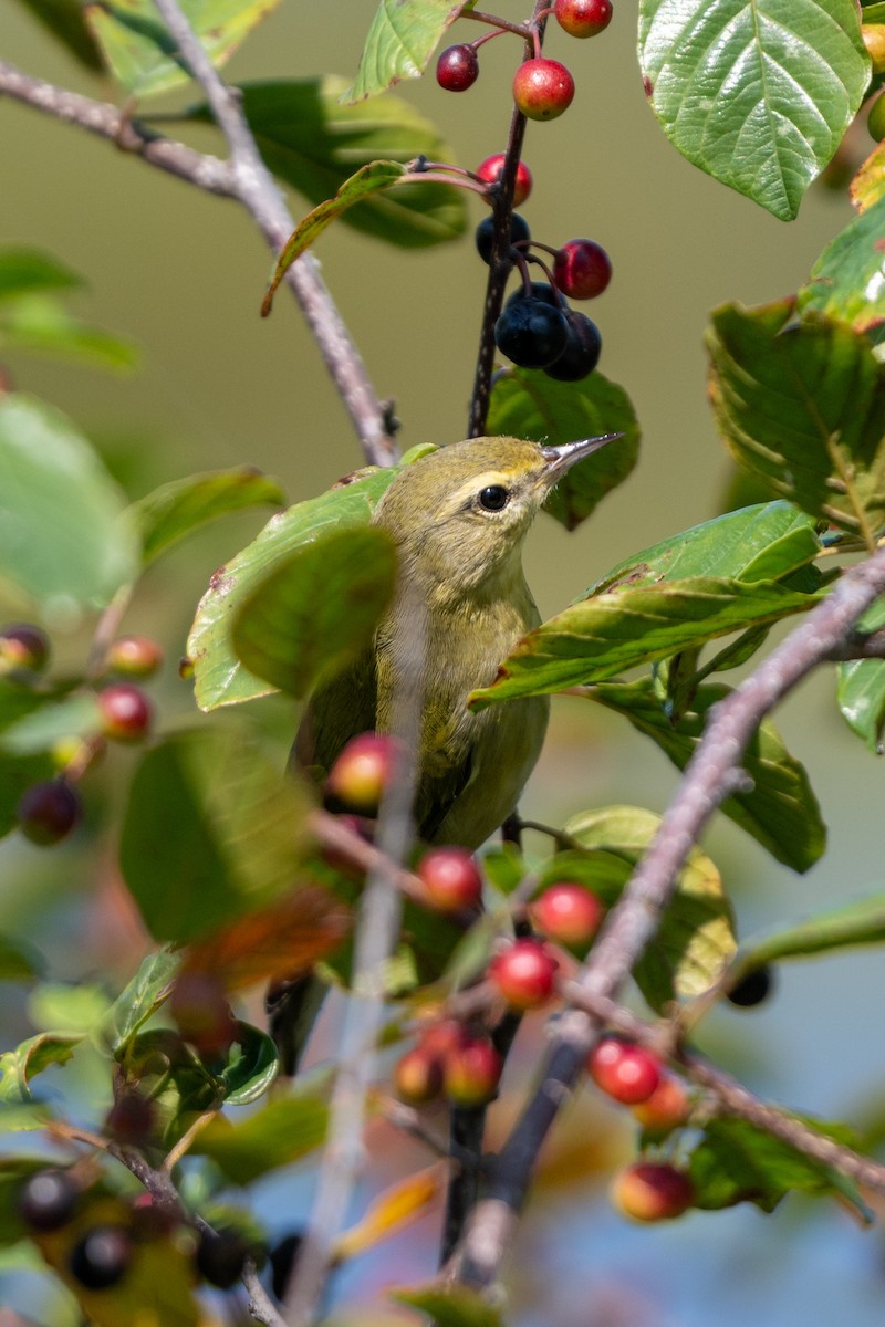 Tennessee Warbler - ML622987705