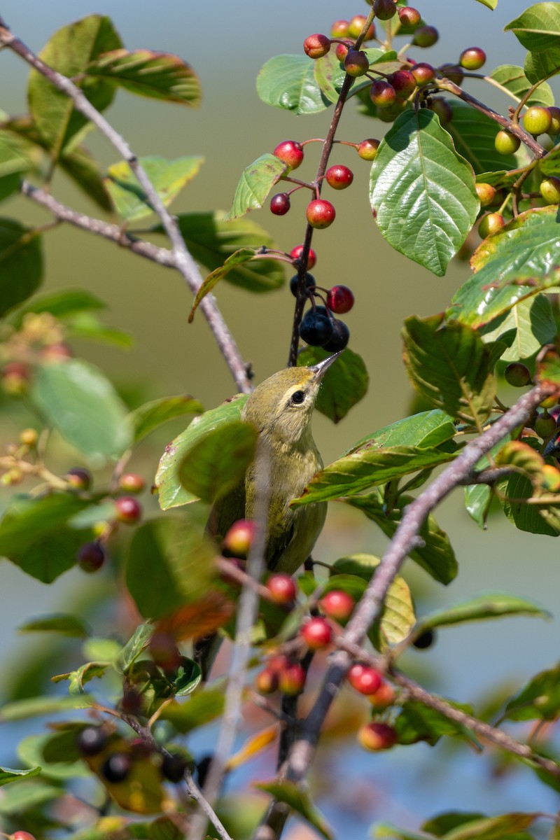 Tennessee Warbler - ML622987706