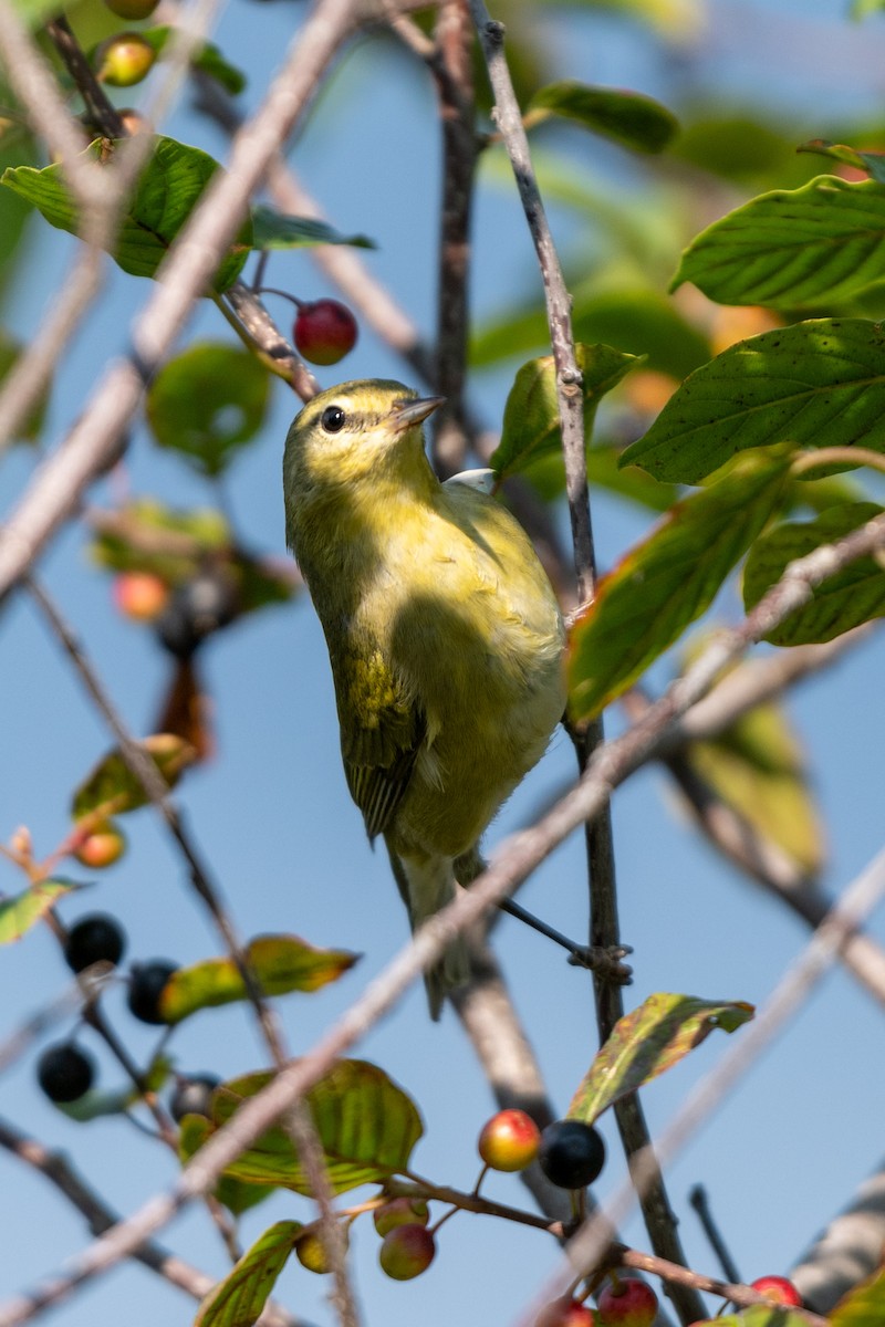 Tennessee Warbler - ML622987707