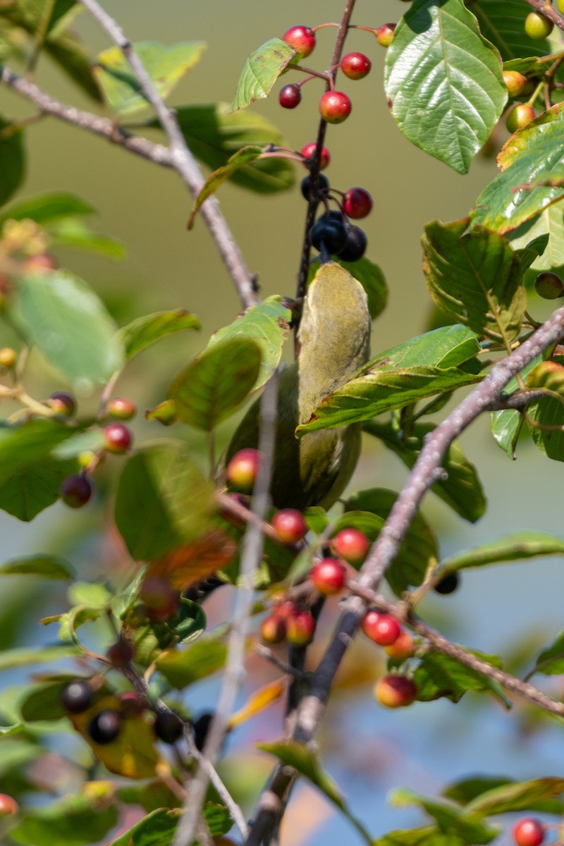 Tennessee Warbler - ML622987708