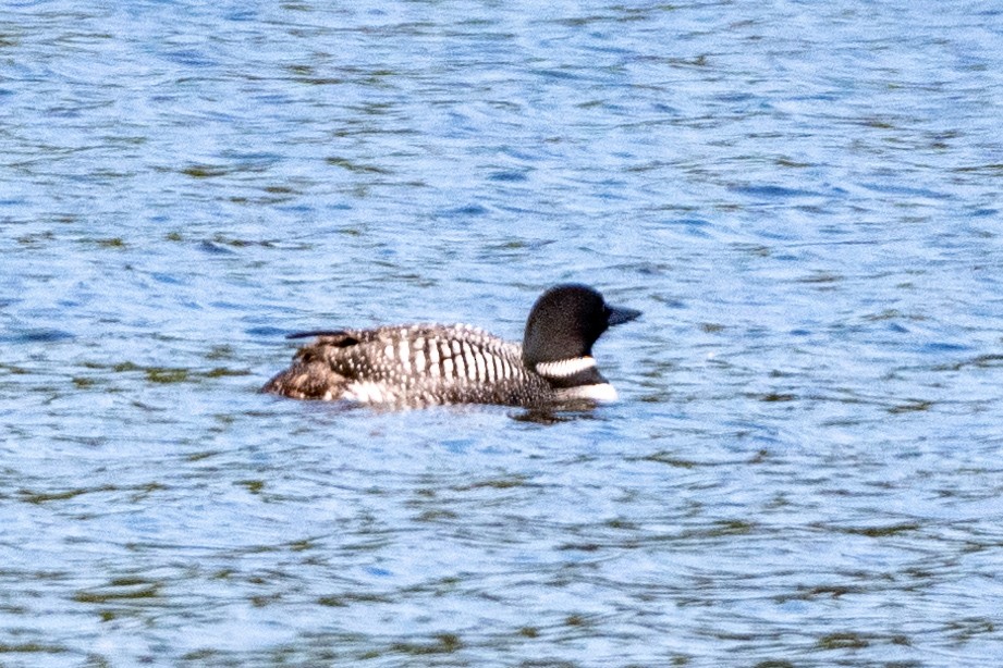 Common Loon - ML622987754