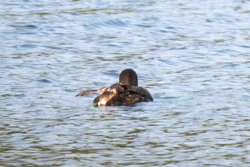 Common Loon - ML622987755