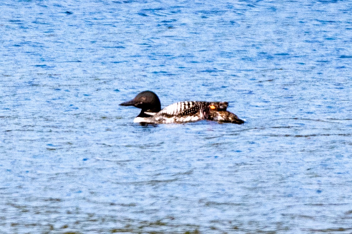 Common Loon - Anonymous