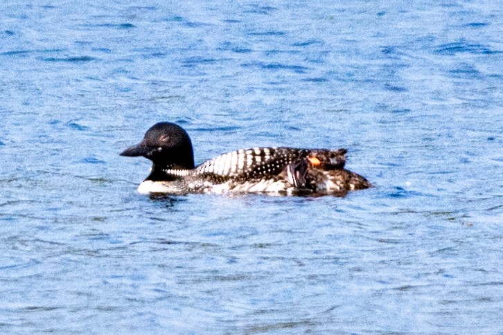 Common Loon - ML622987757