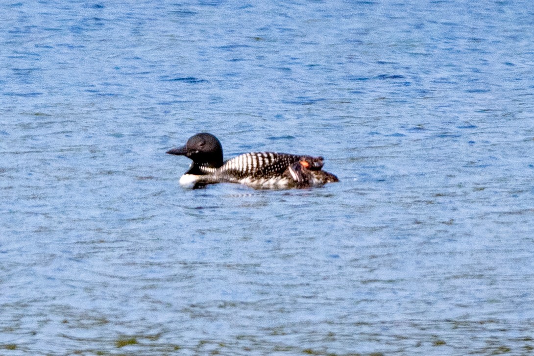 Common Loon - ML622987758