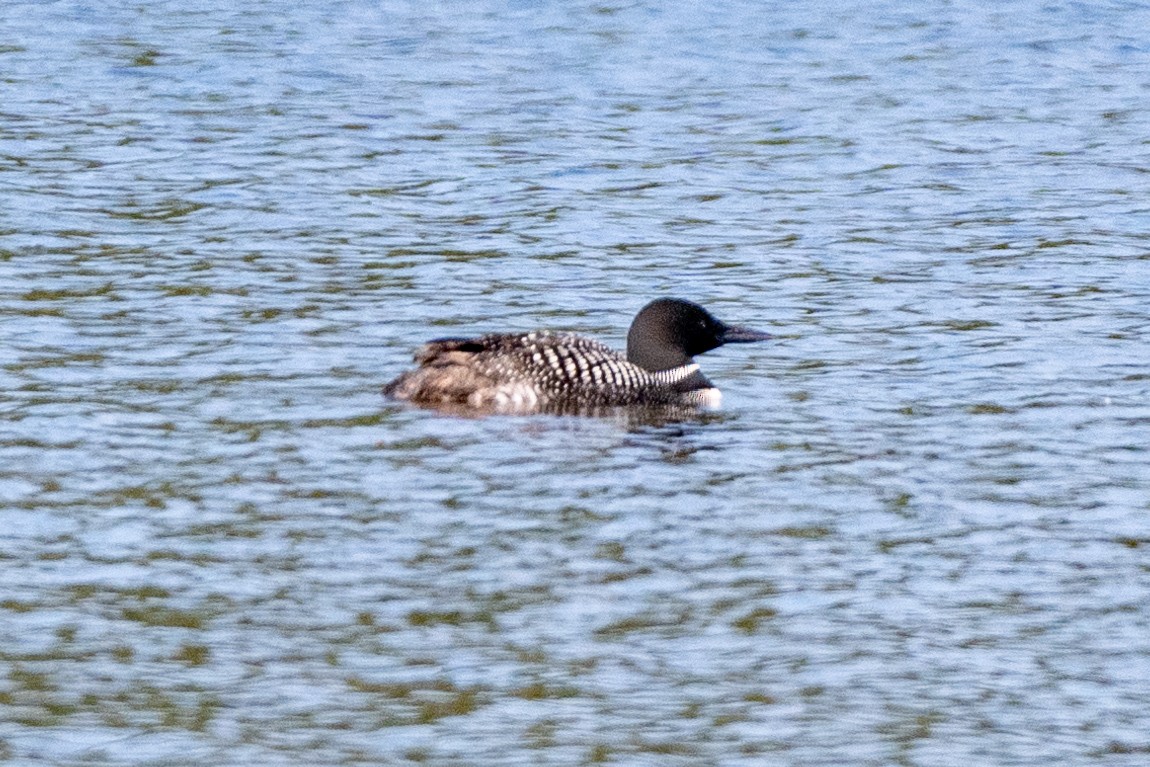 Common Loon - ML622987760