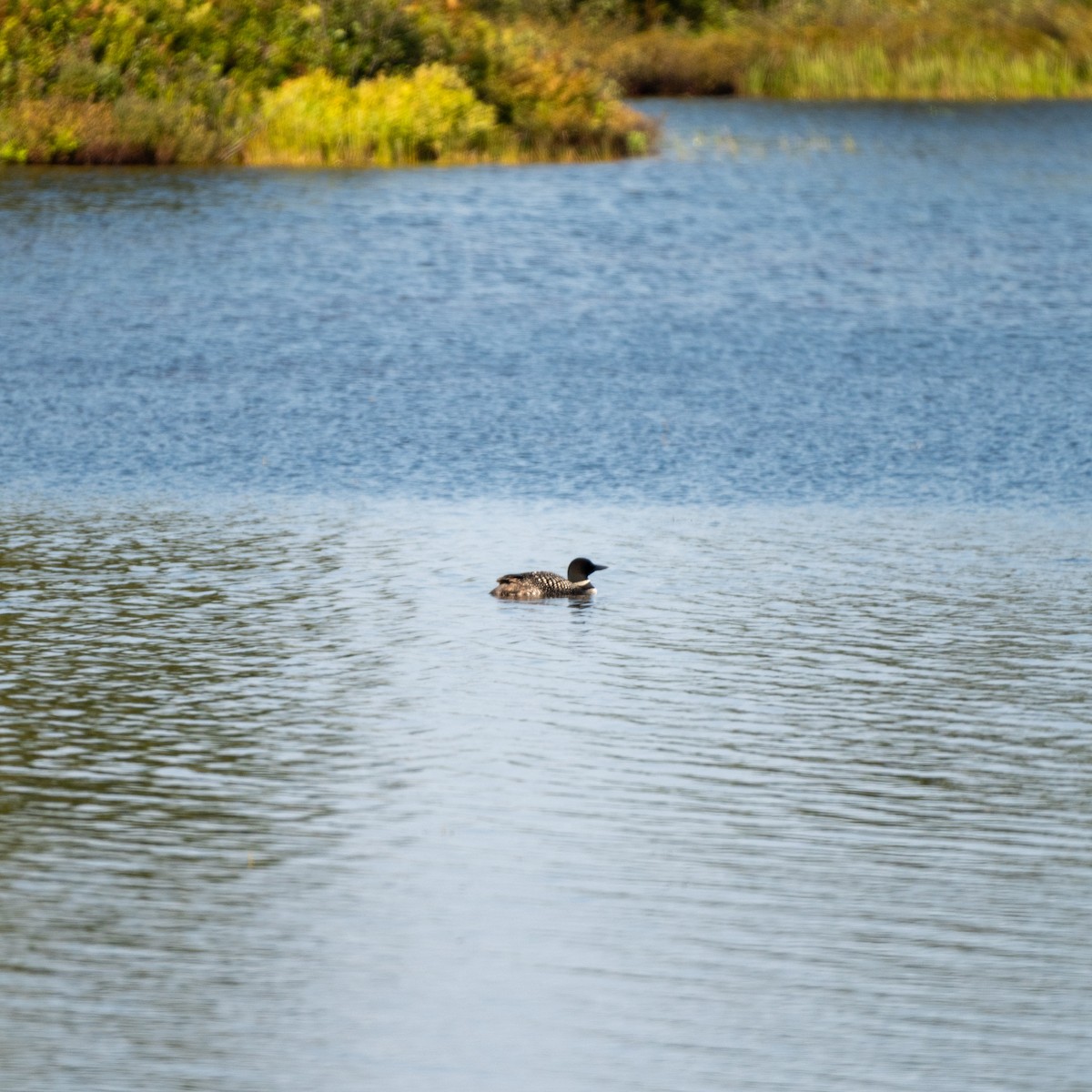 Common Loon - ML622987761